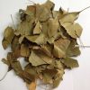 Dry Gingko Biloba Leaves 10 grams