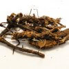 osha roots 10 grams
